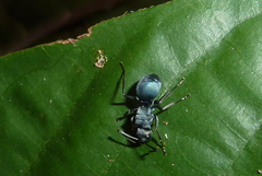 Polyrhachis cyaniventris
