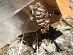 Polistes parametricus