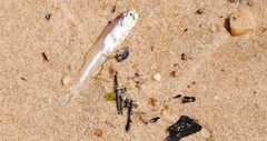 Anchoa mitchilli