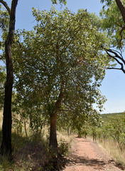 Brachychiton chillagoensis