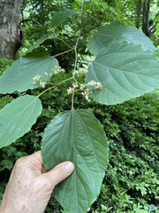 Hovenia dulcis