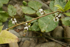 Deeringia polysperma