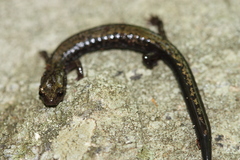 Peaks of Otter Salamander photo 2