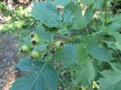 Crataegus pentagyna