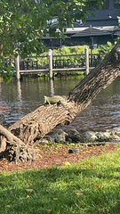 Iguana iguana