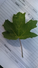 Acer opalus