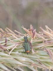 Clanoptilus marginellus