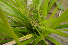 Scirpus ternatanus