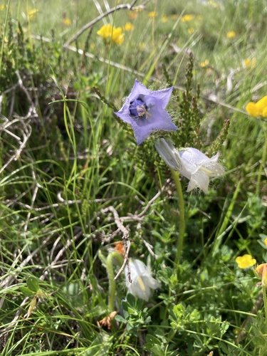 Campanula barbata (Campanula barbata)