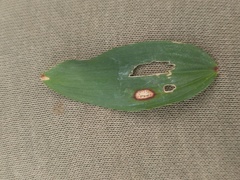 Phyllosticta cruenta