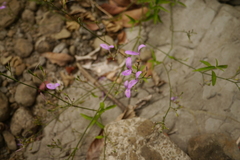 Hypoestes cumingiana