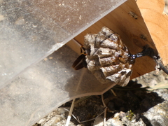 Polistes parametricus