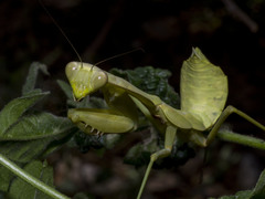 Rhombodera kirbyi