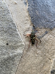 Placosternus difficilis