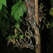 Epidendrum pittieri - Photo (c) Apipa, algunos derechos reservados (CC BY-NC), uploaded by Apipa