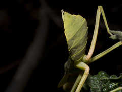 Rhombodera kirbyi