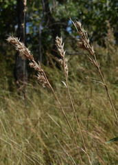 Cymbopogon bombycinus