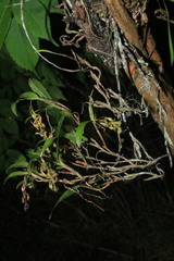 Epidendrum pittieri