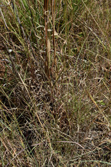 Cymbopogon bombycinus