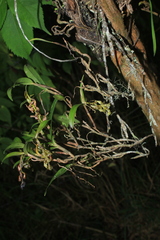 Epidendrum pittieri