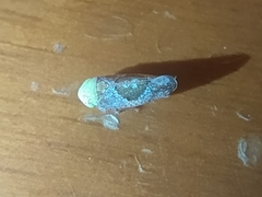 Hishimonus hamatus
