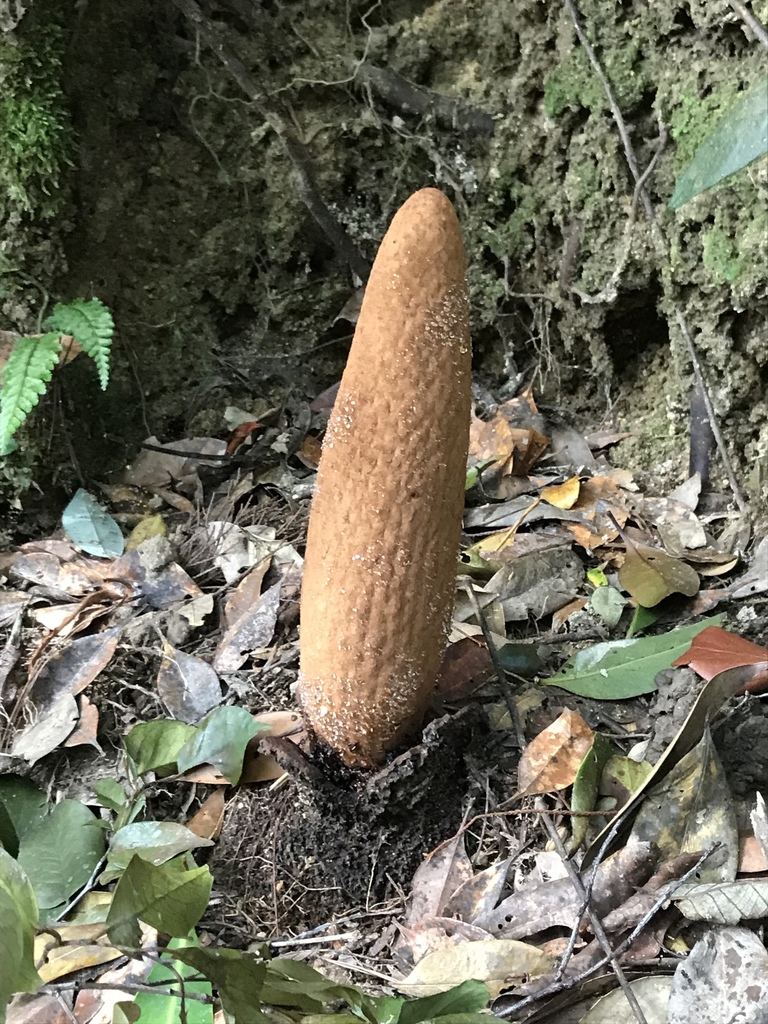 Rhopalocnemis phalloides (Rhopalocnemis phalloides)