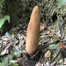 Rhopalocnemis phalloides - Photo (c) Thomas Brooks, some rights reserved (CC BY-NC-SA), uploaded by Thomas Brooks