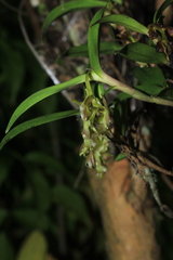 Epidendrum pittieri