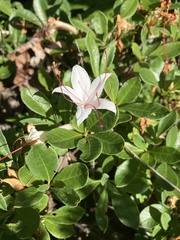 Rhododendron arborescens