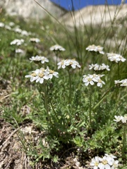 Achillea erba-rotta