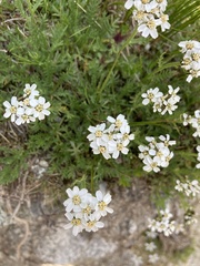 Achillea erba-rotta