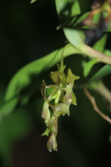 Epidendrum pittieri