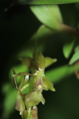 Epidendrum pittieri