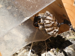 Polistes parametricus