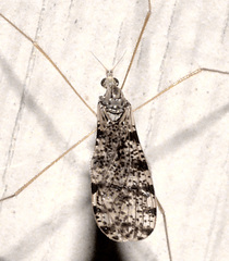 Limnophila fuscovaria