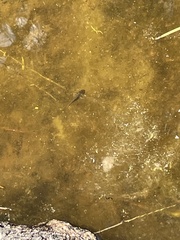 Ambystoma macrodactylum