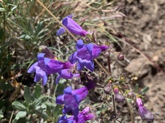 Penstemon roezlii