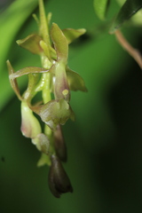 Epidendrum pittieri