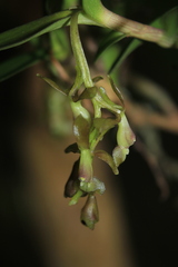 Epidendrum pittieri