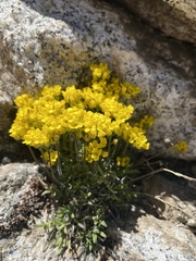 Draba lemmonii