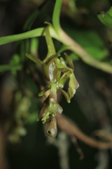 Epidendrum pittieri