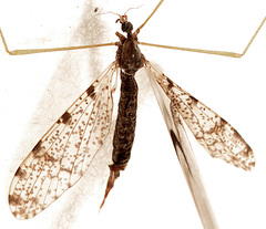 Limnophila fuscovaria