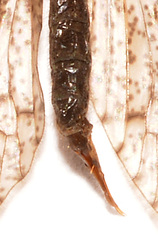 Limnophila fuscovaria
