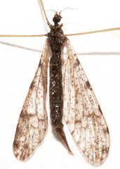 Limnophila fuscovaria