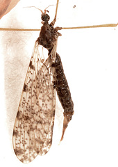 Limnophila fuscovaria