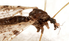 Limnophila fuscovaria