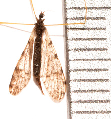 Limnophila fuscovaria