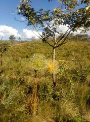 Paepalanthus
