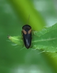 Ampedus areolatus