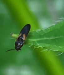 Ampedus areolatus